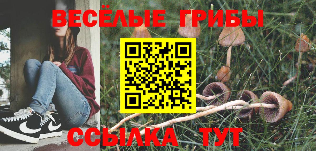 Псилоцибиновые грибы Psilocybe  Вход с VPN  Баксан 